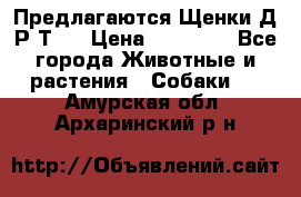 Предлагаются Щенки Д.Р.Т.  › Цена ­ 15 000 - Все города Животные и растения » Собаки   . Амурская обл.,Архаринский р-н